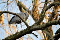 heron-bird-tree-animal-wildlife-316184.jpg