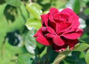 red-rose-rose-blossom-bloom-440592.jpg