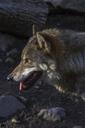 wolf-predator-hunter-canis-lupus-639664.jpg