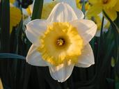 narcissus-yellow-white-spring-1323106.jpg