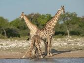 giraffes-safari-namibia-drink-285321.jpg