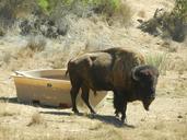 buffalo-wild-life-animal-1033063.jpg