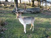 red-deer-the-nature-of-the-autumn-1037418.jpg