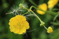 buttercup-blossom-bloom-seeds-773734.jpg