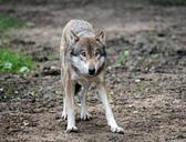 wolf-enclosure-canis-lupus-zoo-652364.jpg