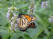 Monarch butterfly (Danaus plexippus) 2005.jpg