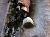 fungus-mushroom-fungi-tree-258653.jpg