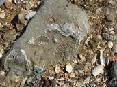 fossil-beach-geology-876326.jpg