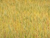 barley-field-nature-plant-1225441.jpg