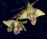 Dendrobium_junceum._An_epiphytic_orchid_native_to_Borneo_and_the_Philippines.png