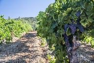 vineyards-vine-grape-fall-1640650.jpg