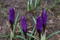 flowers-purple-flower-springtime-196103.jpg