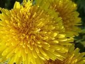 buttercup-dandelion-flowers-nature-738995.jpg