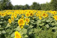 sunflowers-field-flowers-summer-554101.jpg