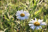 daisy-nature-dew-flower-657111.jpg