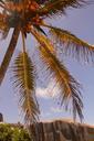 palm-summer-holiday-tree-exotic-1027961.jpg