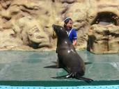 seal-zoo-marie-algarve-portugal-181433.jpg