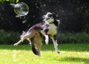 soap-bubbles-dog-672658.jpg