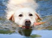 dog-labrador-swim-water-summer-1196417.jpg