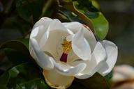 magnolia-grandiflora-270999.jpg