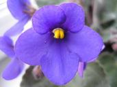 violet-purple-macro-photography-1518917.jpg