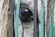 horse-eye-saddle-cloth-view-algae-546478.jpg