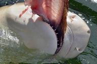 hai-shark-eat-tooth-dangerous-1093273.jpg