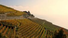 lac-leman-vineyards-viticulture-1275183.jpg