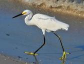 snowy-egret-birds-wading-birds-901007.jpg