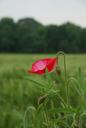 fields-poppies-early-summer-1416979.jpg