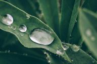 wet-plant-droplets-water-green-918506.jpg