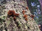 Fungi on redwood bark.jpg