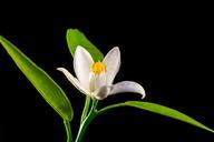 orange-blossom-small-flower-white-327816.jpg