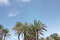 palm-trees-sun-spain-holiday-1023033.jpg