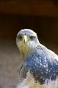 raptor-bird-of-prey-blue-1038556.jpg