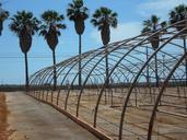 palm-trees-old-greenhouses-374967.jpg