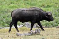 buffalo-amboseli-africa-kenya-650615.jpg