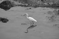 egret-bird-animal-fauna-wader-912420.jpg