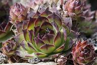 succulents-rock-garden-exotic-330924.jpg