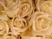 Roses 20140719 120008.jpg