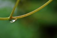 water-drop-rain-wet-nature-macro-836660.jpg