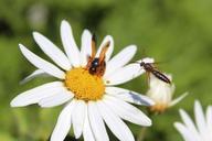 bees-honey-flower-pollination-596267.jpg