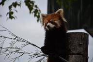 red-panda-japan-zoo-asahikawa-891051.jpg