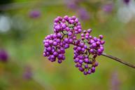 seeds-berries-nature-plant-natural-314527.jpg