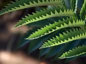 leaves-jagged-ferns-plants-flora-387250.jpg