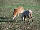 sheep-pasture-graze-eat-livestock-1017145.jpg