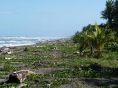 pacific-costa-rica-beach-wood-287322.jpg