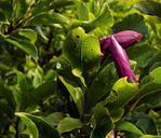 magnolia-blossom-bloom-418756.jpg