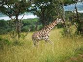 rothschild-giraffe-uganda-savannah-1543687.jpg