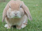 bunny-rabbit-easter-pet-animal-1149060.jpg